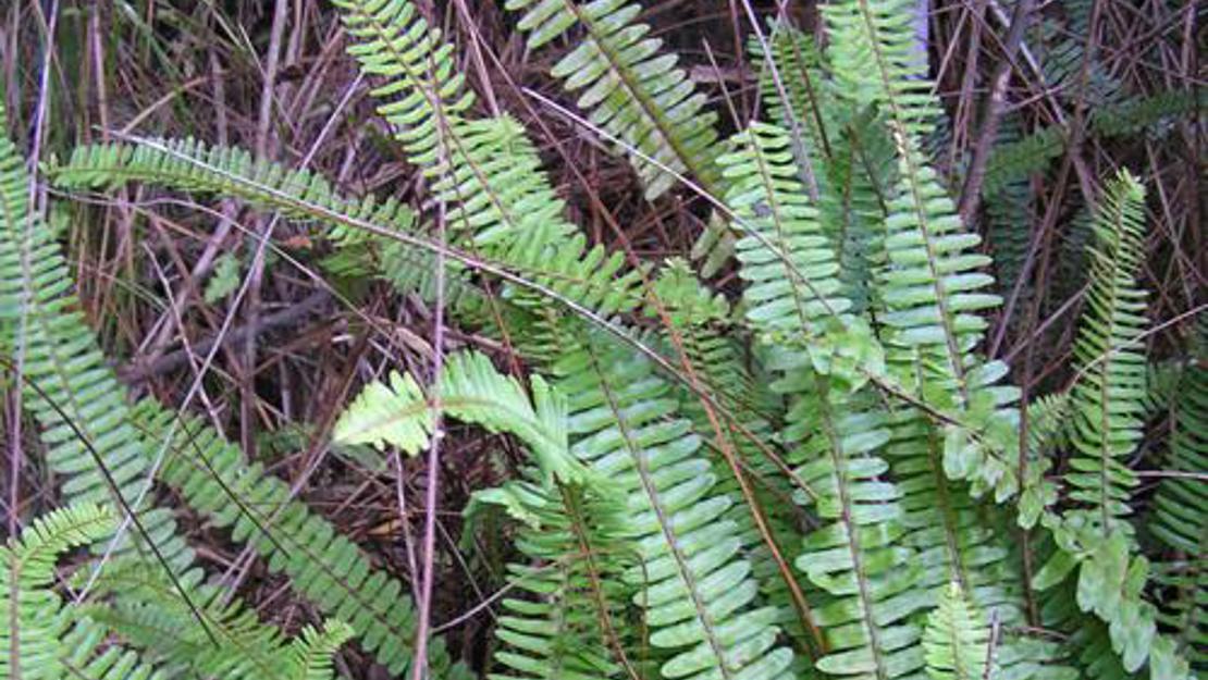 Tuber Ladder Fern fronds.