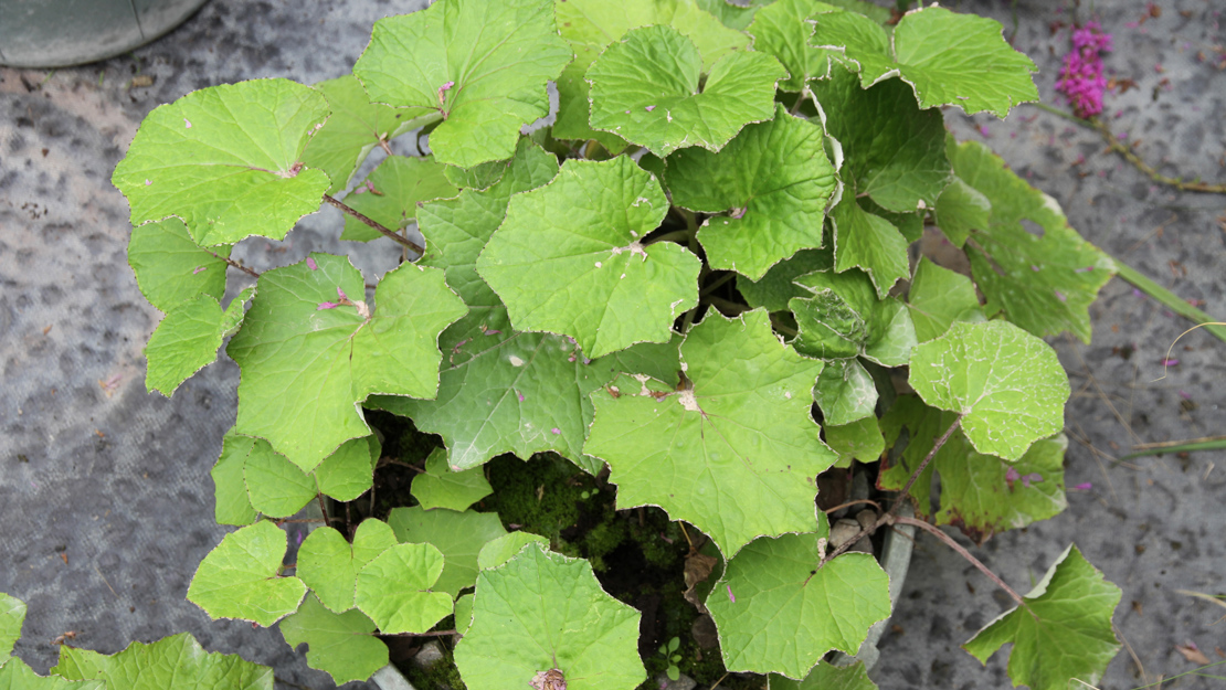 Coltsfoot leaves in a pot.