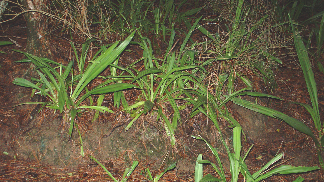 Furcraea foetida growing on a slope.