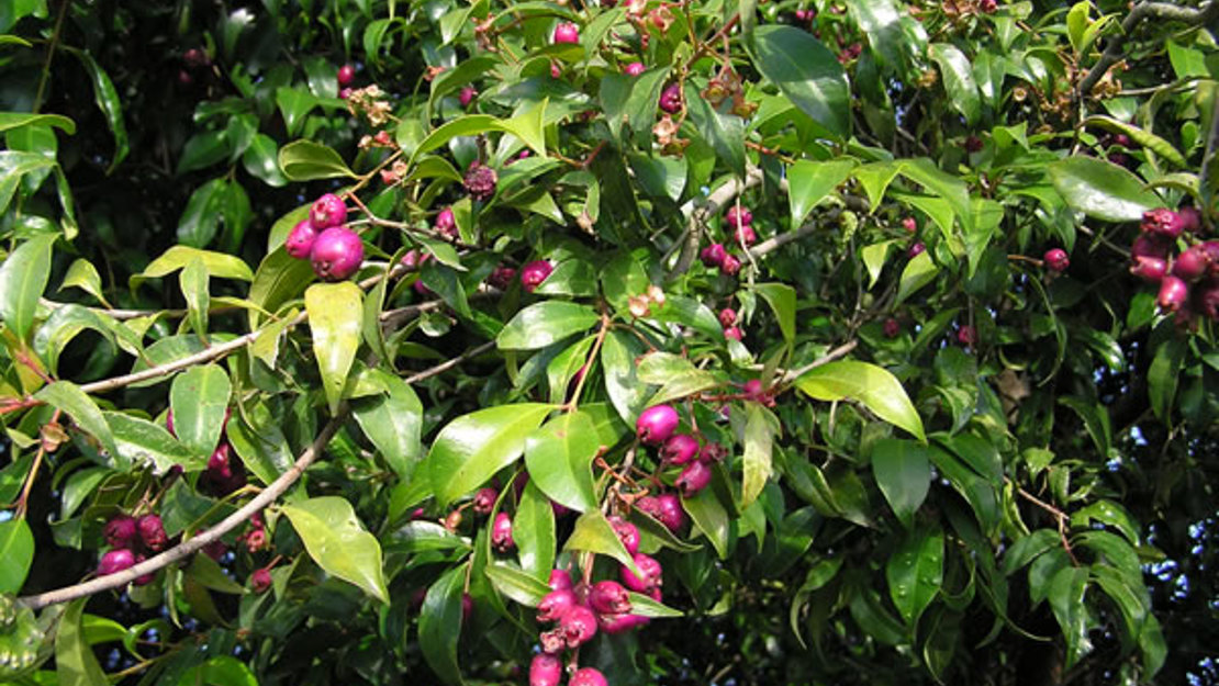 Close up of the brush cherry tree with clusters of bright purple berries.