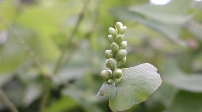 A stalk of devil's tail berries.