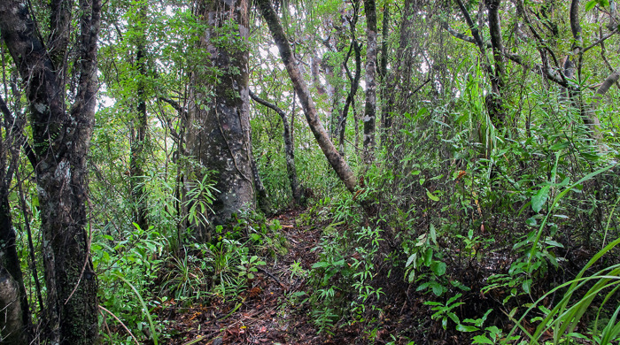 Diverse native forest with trees, flax and shrubs.