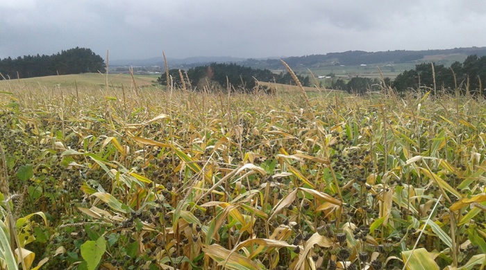 Looking across the top of a maize field infested with Velvet Groundsel.