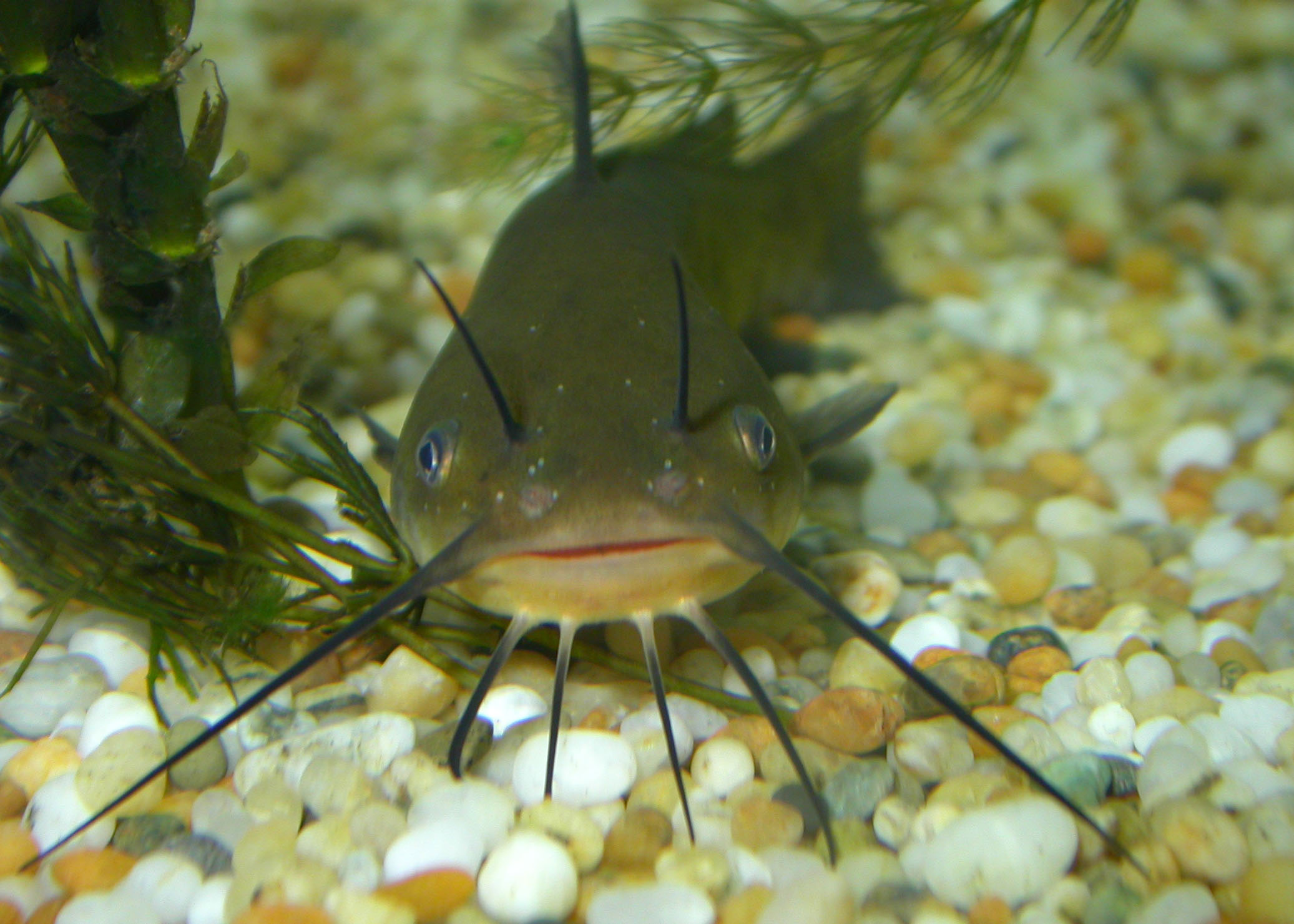 Brown Bullhead Catfish   Brown Bullhead Catfish 01 