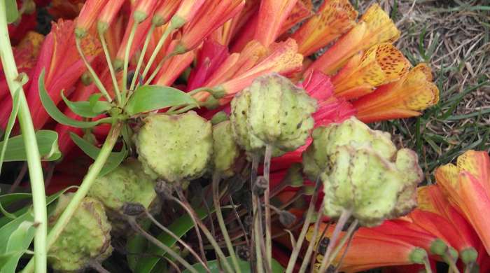 Bomarea flowers and seeds laid on the ground.