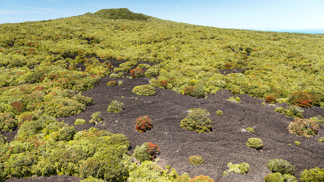 The slopes of Rangitoto toward the summit. 