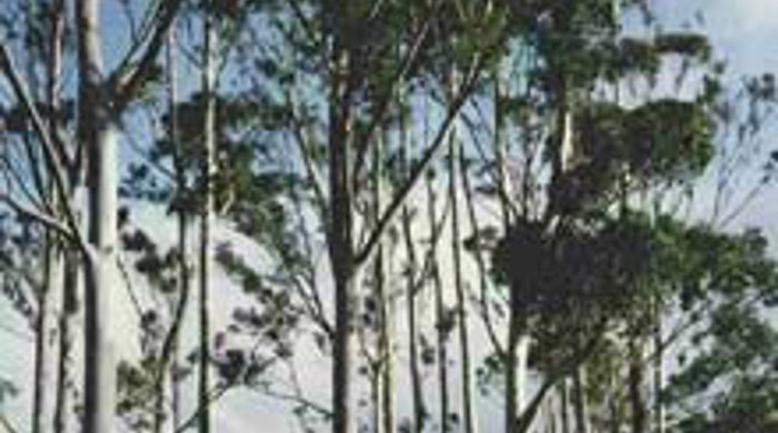 Grove of Gum trees in a plantation.