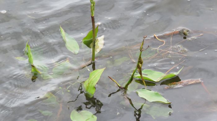 Water Plantain emerging from water surface with young flower spike.