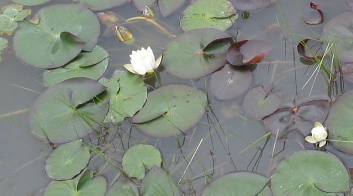 Common water lily pads scattered over the top of a water's surface.