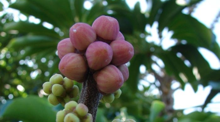 Close up of queensland umbrella tree fruit.