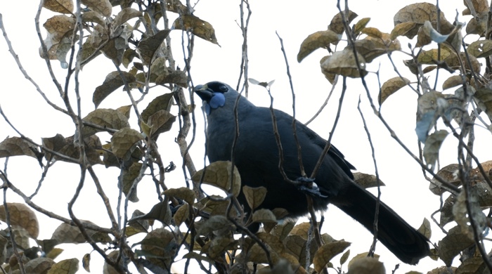 A blue-grey bird with blue coloured wattles in the top of a tree.