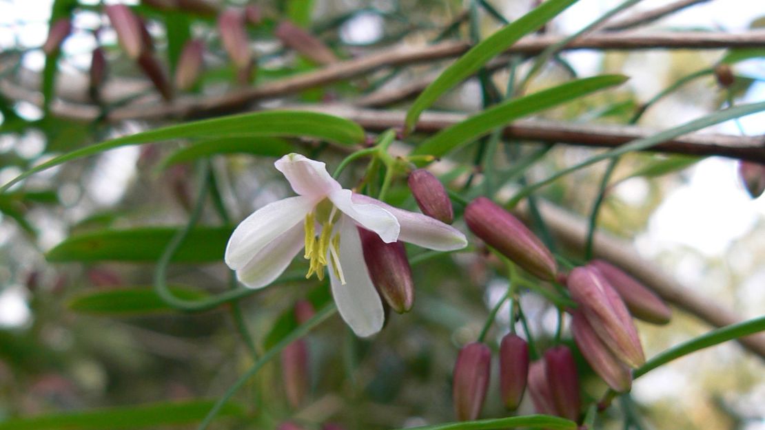 Close up of scrambling lily flowers.