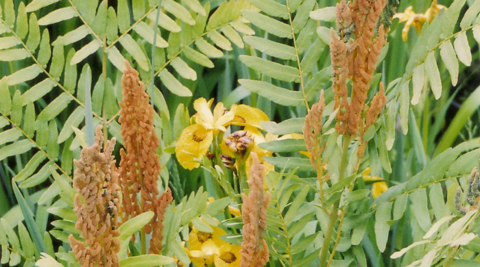 Close up of royal fern.