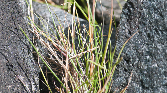 Close up shot of salt water paspalum between two rocks.