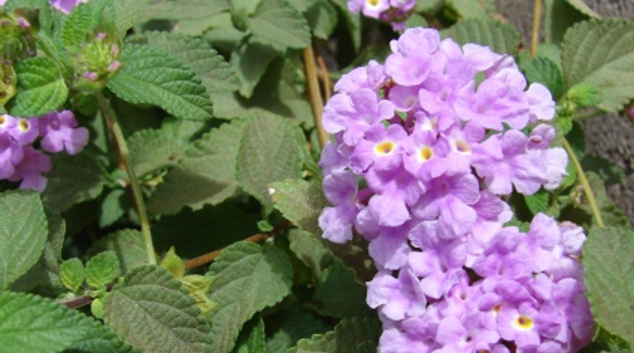 Trailing Lantana close up in flower.