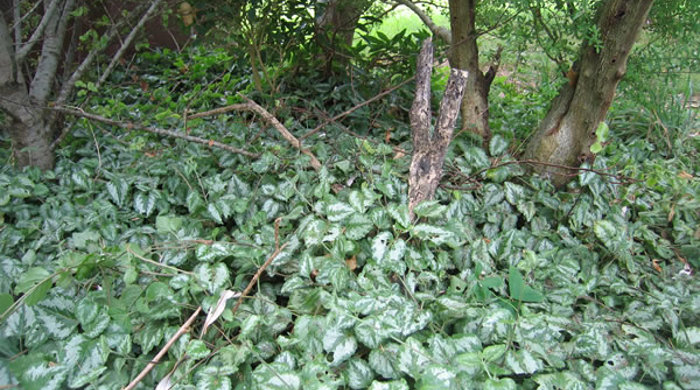 Artillery plant vines growing wild in the shade of some trees.