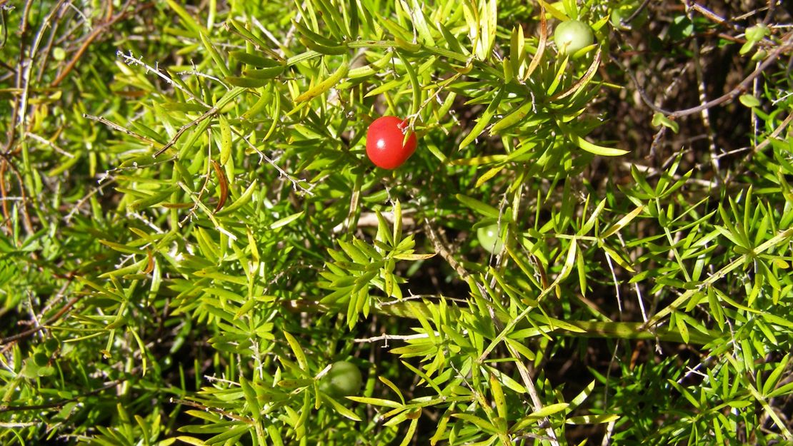 Bushy asparagus with green berries and one red one.