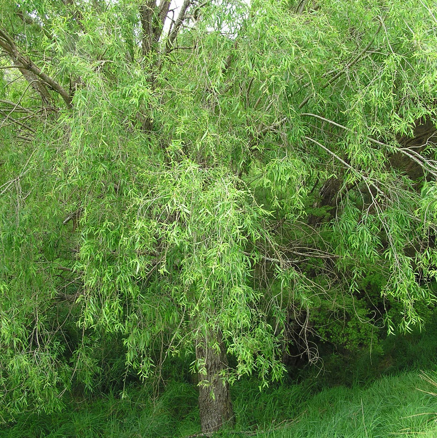 grey willow tree