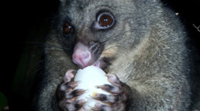 Possum holding and eating a kererū egg at night. 