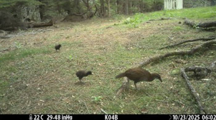 A still image from a trail camera showing an adult weka and two chicks in a natural environment.