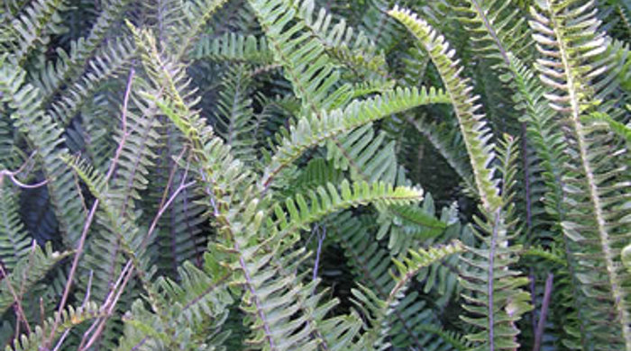 Mature Tuber Ladder Fern plant.