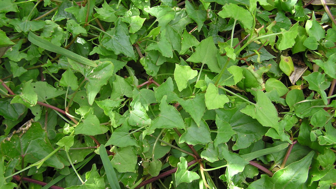 Close up of climbing dock leaves.