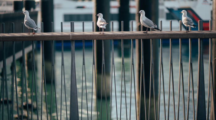 Two adult and two juvenile red-billed gulls are spaced out along the top of a section of railing at the site of the project.