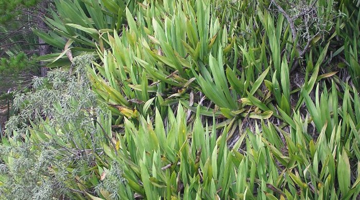 Swathes of furcraea growing on a cliff.