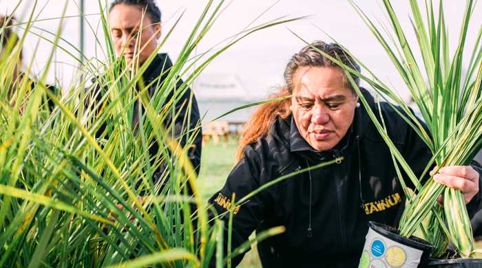 A women in a Waikato-Tainui jacket adds young native plants to a trailer.