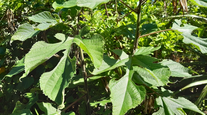 A close up of branches of the aute tree showing many leaves.