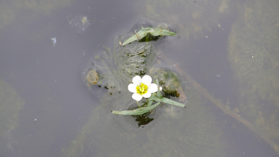 Close up of a single white cabomba flower.