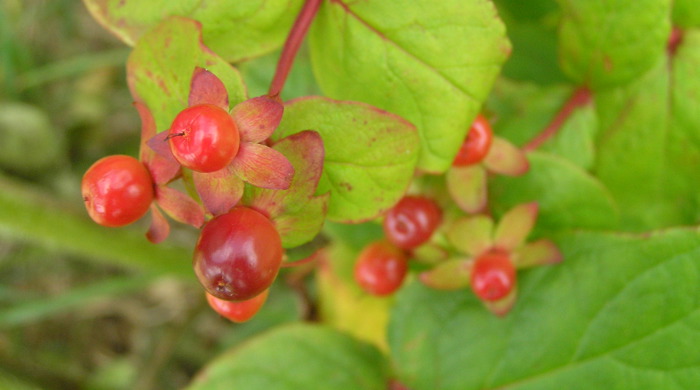 Close up of immature Tutsan berries.