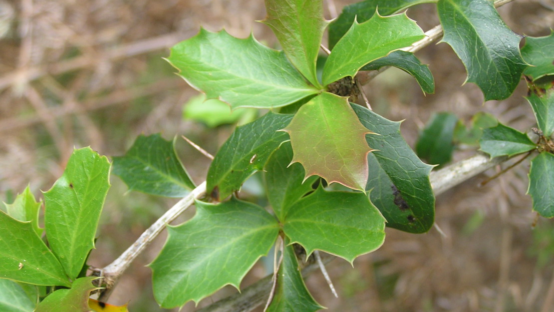 Close up of barberry leaves with barbed pointy edges.