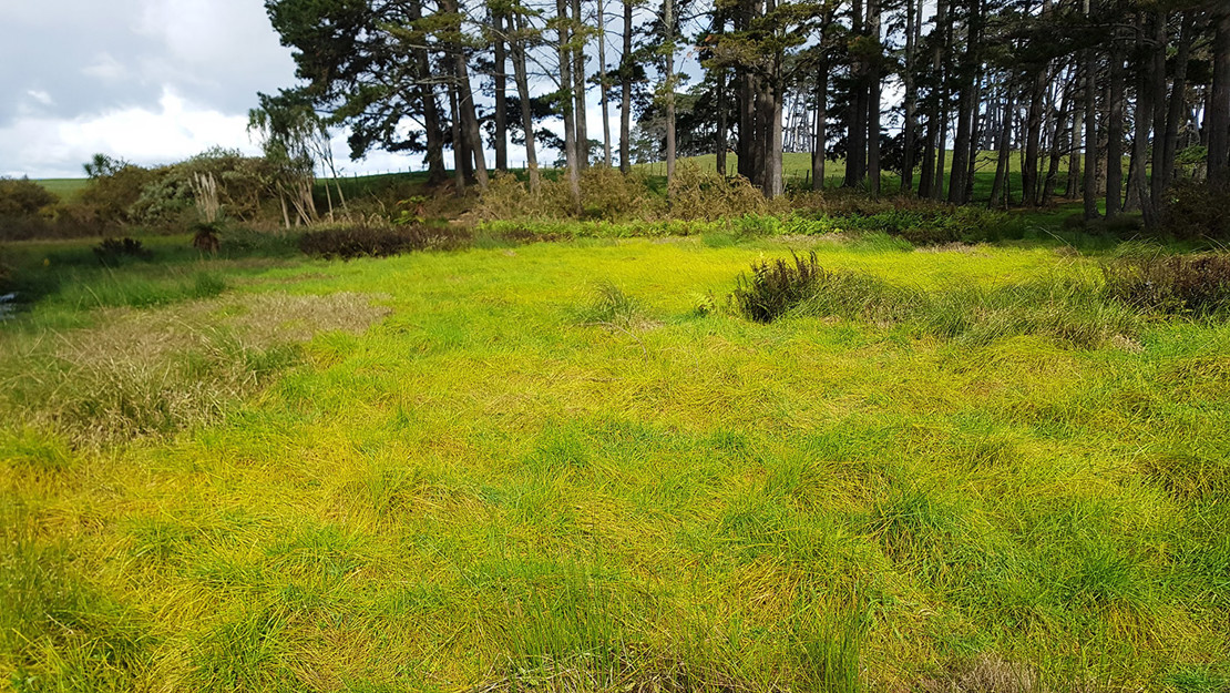 Pasture surrounding the Price Road Wetland. 