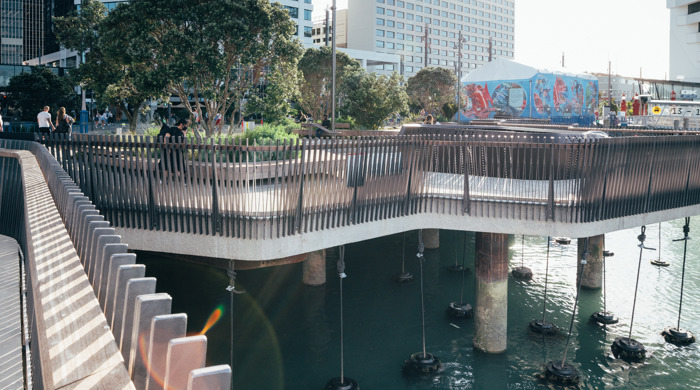 More of the mussel ropes can be seen from this perspective, along with mature pōhutukawa trees and tall city buildings in the background.