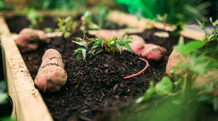 A close-up photo of a kumara (Māori sweet potato) wood-boxed garden bed showing the mound of soil with new green leaves emerging. A few mature kumara have been placed on top of the soil.