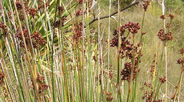 Sharp Rush in a wetland and in seed.