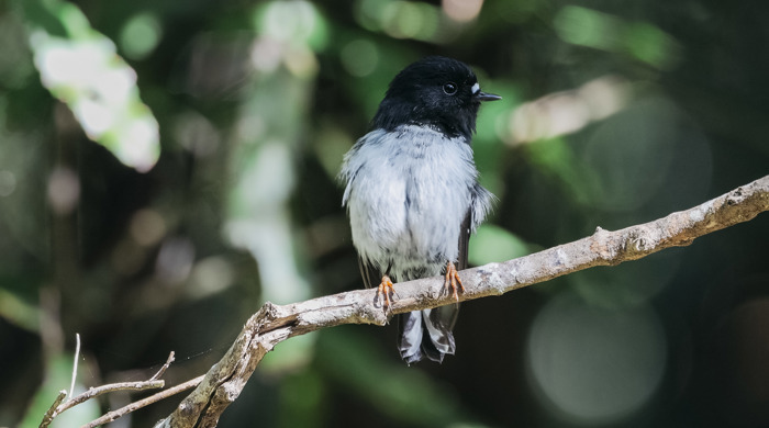 A small black bird with a grey chest perched on a branch.