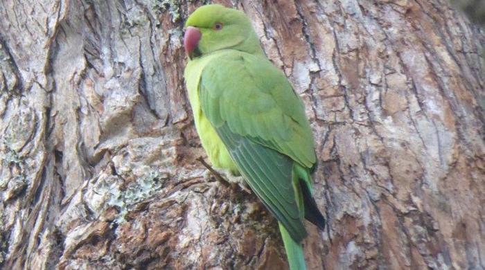 An Indian ringneck parakeet tucked into a nook of a tree.