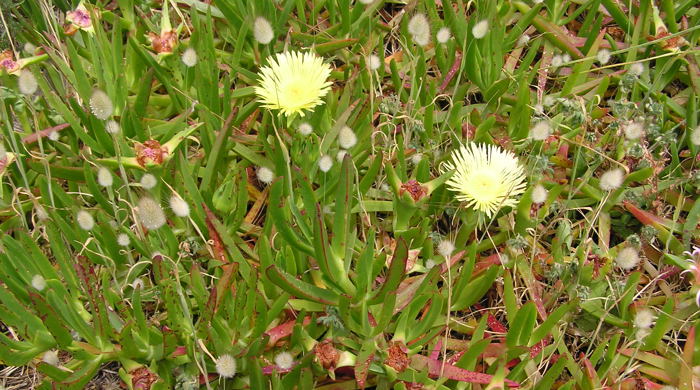 Iceplant with two yellow flowers.