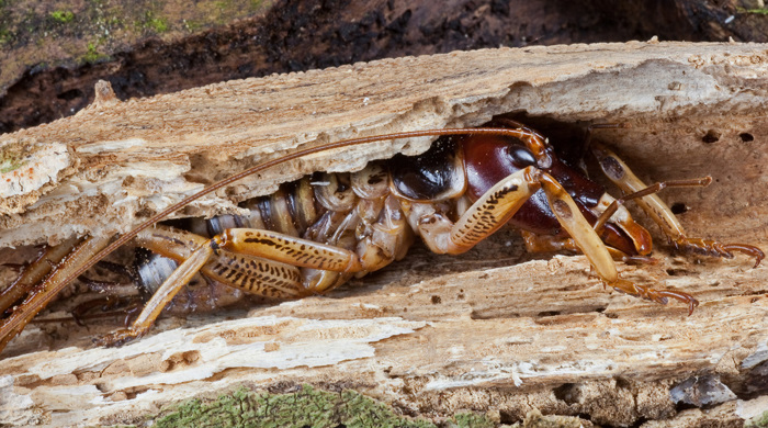 Native tree wētā inside branch.