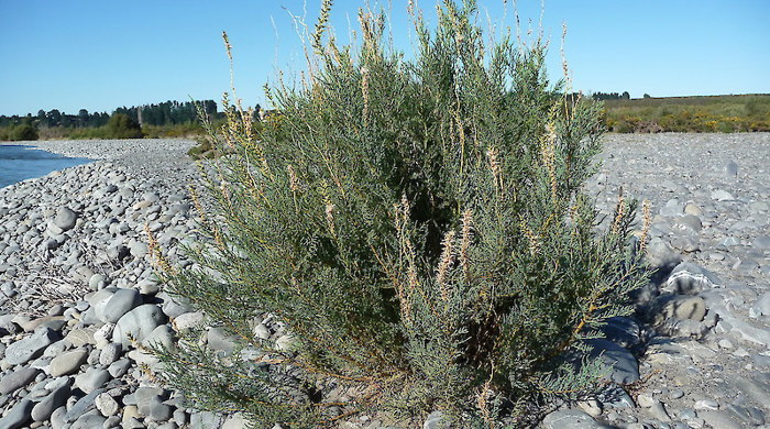 A branch of false tamarisk with small spiky leaves.