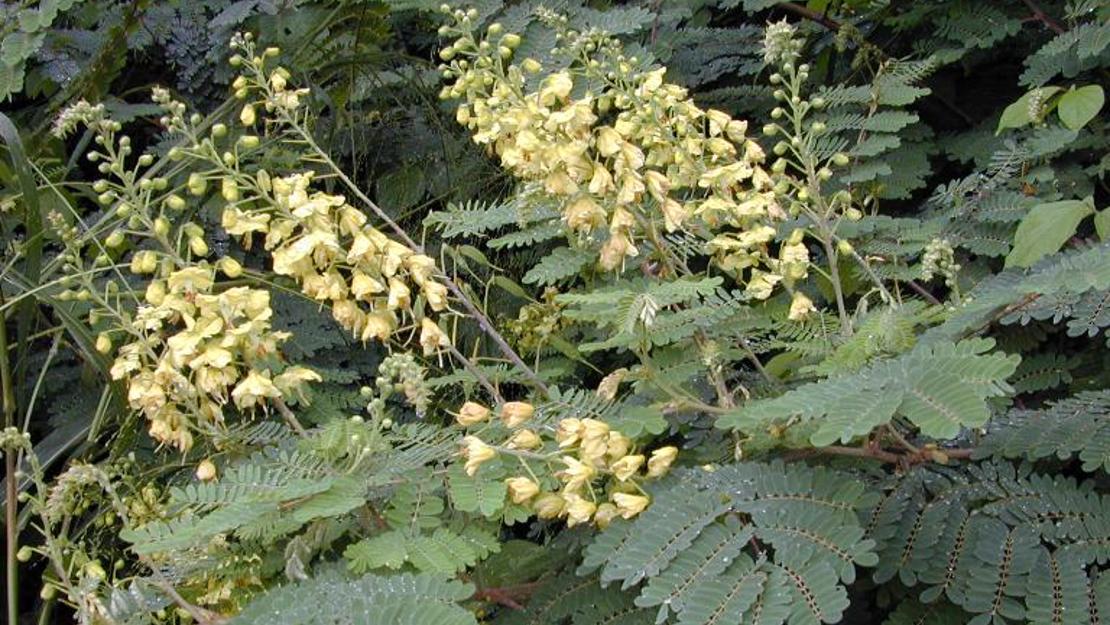 Mysore Thorn branches and flower stems.