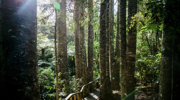 A stand of kauri trees basking in sunlight