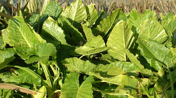 A field of elephant's ears.