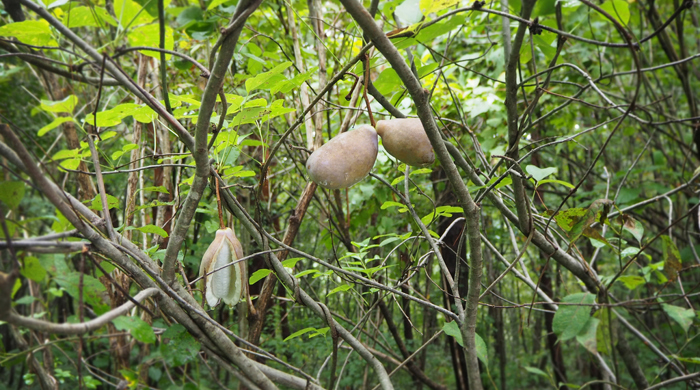 A photo showing the fruit of the Akebia Trifoliata.