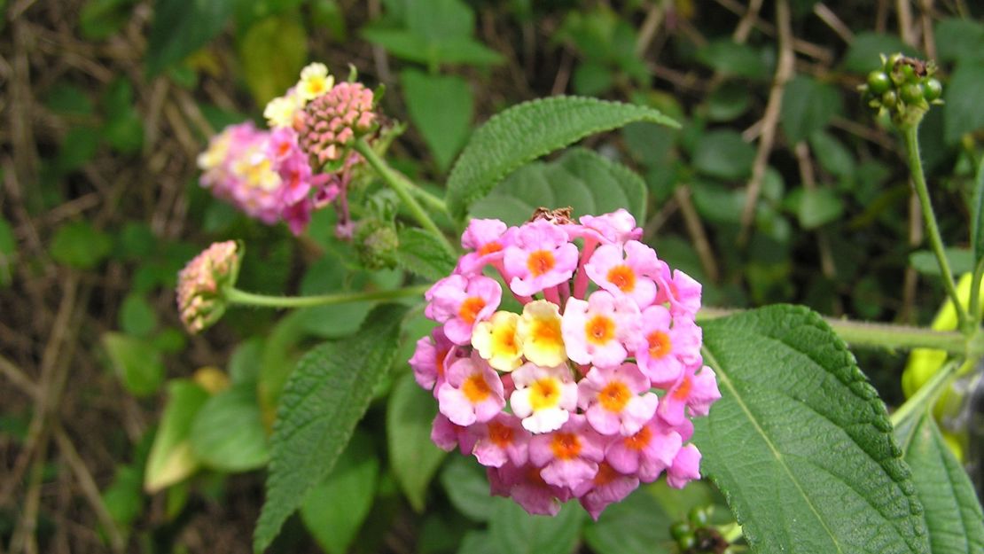 Lantana with flower heads.