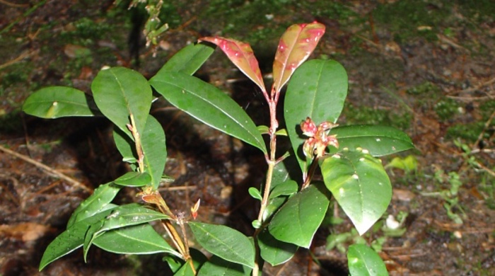 A young brush cherry tree.