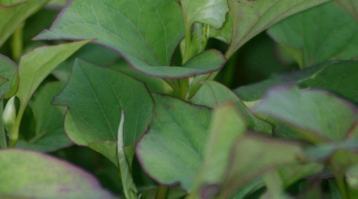 Close up of Houttuynia leaves.