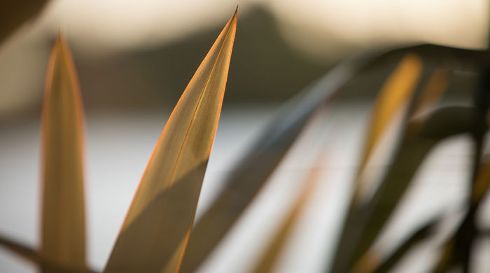 A close up of the ends of the harakeke plant.